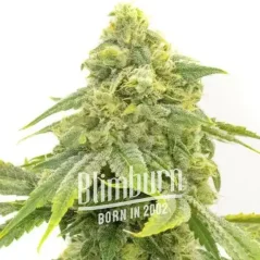 Blimburn Seeds Cannabiszaden Alien OG Gefeminiseerd