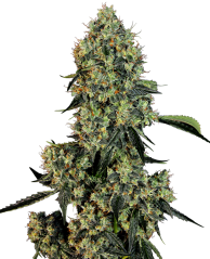 Sensi Seeds Cannabis Seeds OG Kush Feminized by White Label, 3-10 db