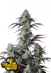 Fast Buds Żerriegħa tal-Kannabis Mimosa Cake Auto