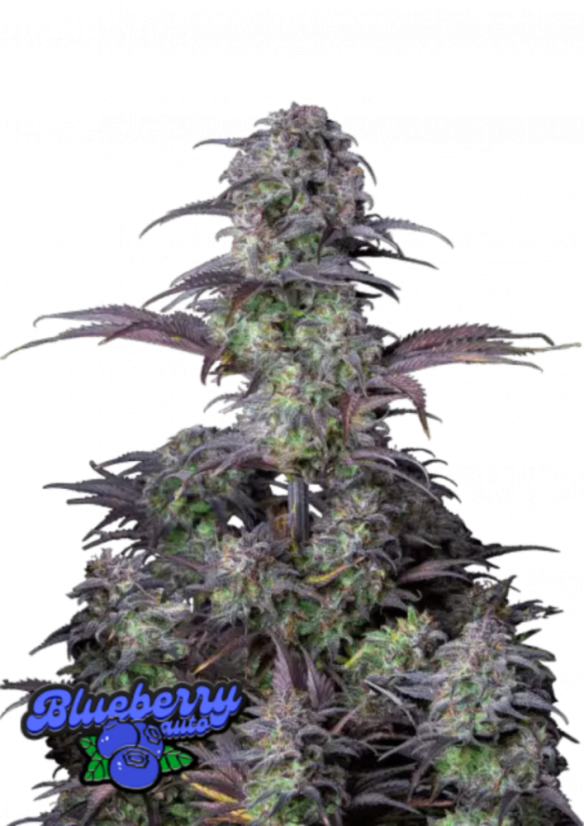 Semillas de Marihuana Fast Buds Blueberry Auto