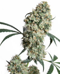 Sensi Seeds Cannabisfrön Ed Rosenthal Super Bud® Regular, 10 st