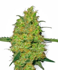 Sensi Seeds Cannabis Seeds Master Kush Regular by White Label, 10 gab.