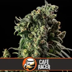 Blimburn Seeds Cannabis Zaden Cafe Racer Gefeminiseerd