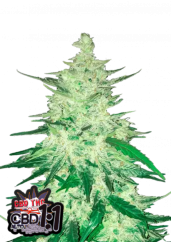 Fast Buds Żrieragħ tal-Kannabis CBD Crack Auto