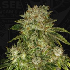 T.H.Seeds™ Cannabis Seeds MK-Ultra™, 6+1 speciális csomag, nőiesített