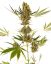 Sensi Seeds Cannabisfrø Alpine Delight CBD® Automatisk feminiseret, 3-10 stk.