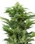 Sensi Seeds Cannabisfrön Afghan Pearl CBD Automatic Feminized, 3-10 st