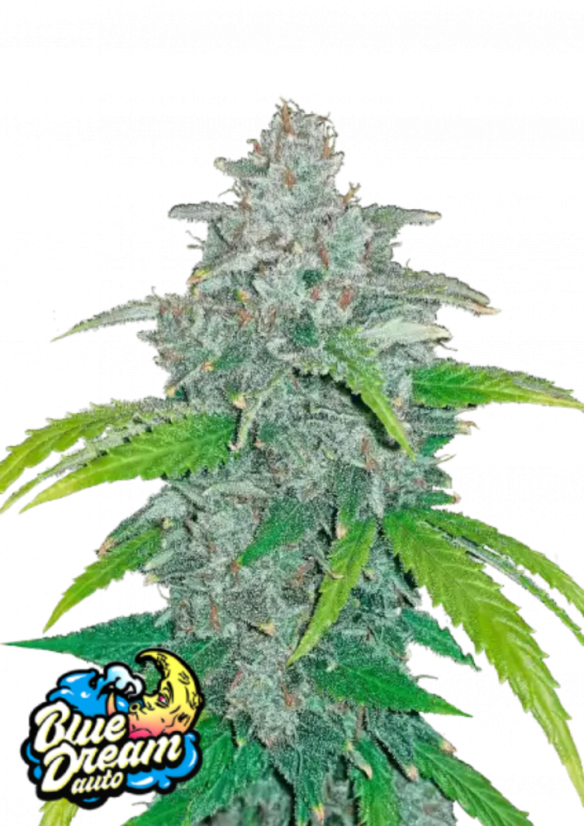 Fast Buds Cannabis Seeds Blue Dream Auto