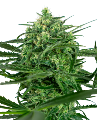 Sensi Seeds Hạt giống cần sa Sensi Amnesia® Feminized, 3-10 hạt