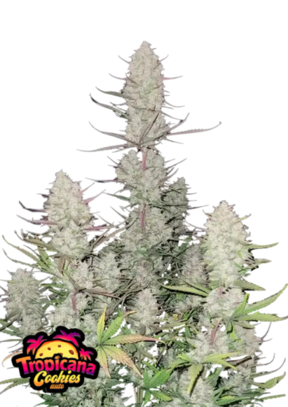 Fast Buds Cannabis Seeds Tropicana cepumi Auto