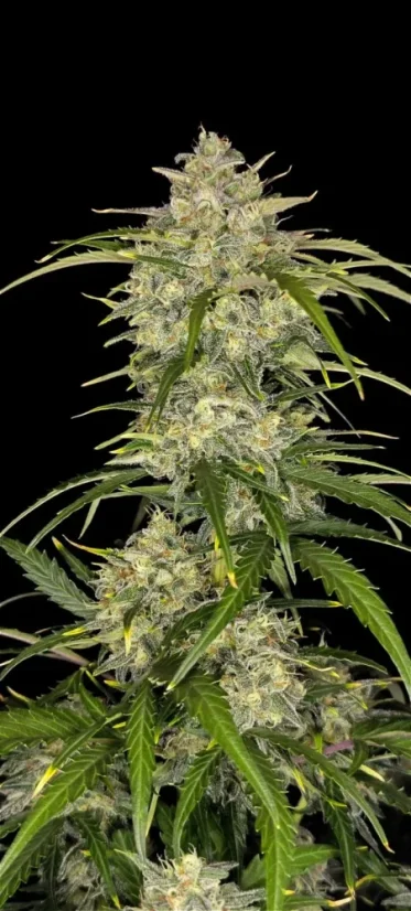 Fast Buds 420 Cannabis Seeds Sour Jealousy Auto