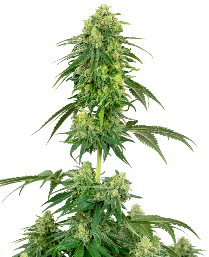 Sensi Seeds White Label tarafından Dişileştirilmiş Strawberry Kush Kenevir Tohumları, 3-10 adet