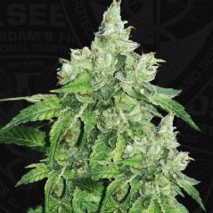 T.H.Seeds™ Żerriegħa tal-Kannabis Citron Givré, pakkett varji, femminizzati