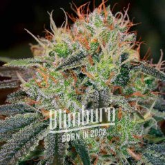 Blimburn Seeds Семена от канабис Fat Bastard Feminized