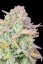 Fast Buds 420 Cannabis Seeds Trainwreck Auto