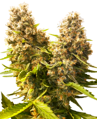 Sensi Seeds Cannabis Seeds Banana Kush Cake Automatic Feminized, 3-10 ks