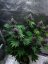 Fast Buds Cannabis Seeds Purple Lemonade FF