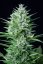 Fast Buds Cannabis Seeds White Widow Auto