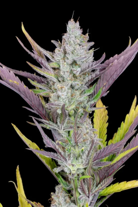 Fast Buds Cannabis Seeds Vestuviniai klijai Auto
