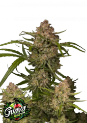 Fast Buds Żerriegħa tal-Kannabis Guava Auto