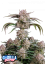 Fast Buds Cannabis Frø Jordbær Gorilla Auto