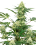 Sensi Seeds Konopljina semena Wedding Cheesecake Feminized by White Label, 3-10 kos