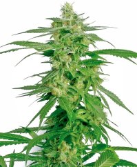 Sensi Seeds Cannabis Seeds Holland's Hope Regular ar White Label, 10 gab.