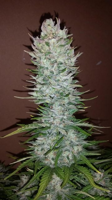 Fast Buds Cannabis Seeds G14 Auto