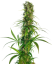 Sensi Seeds Kanepiseemned Michka® Feminized, 3-5 tk