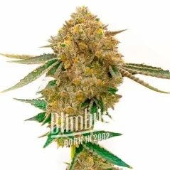 Blimburn Seeds 大麻種子 ダーバンポイズンオート