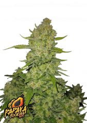 Graines de cannabis Fast Buds Papaya Cookies Auto