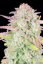 Fast Buds Cannabis Seeds Trainwreck Auto