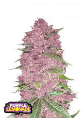 Fast Buds Żerriegħa tal-Kannabis Purple Lemonade Auto