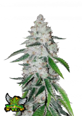 Fast Buds Żrieragħ tal-Kannabis West Coast OG Auto