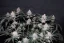 Fast Buds Cannabis Seeds Tropicana Cookies FF