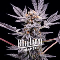 Blimburn Seeds Cannabisfrön Zoap Feminiserade