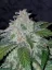 Fast Buds Cannabis Seeds Tangie Auto