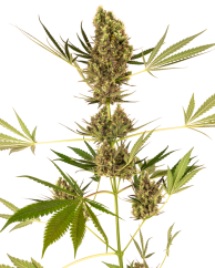 Sensi Seeds Kanapių sėklos Alpine Delight CBD® Automatic Feminized, 3-10 vnt.