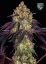 Cannapedia 2021 Månkalender - Feminiserade cannabisstammar + 3x frön (Serious Seeds, Positronics frön och Seedstockers)