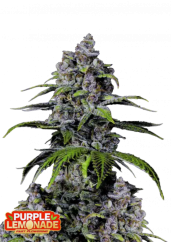 Fast Buds Żerriegħa tal-Kannabis Purple Lemonade FF