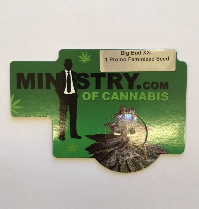 1x Big Bud XXL (feminised semínko od Ministry of Cannabis)