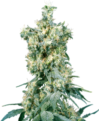 Sensi Seeds Sementes de Cannabis American Dream® Regular, 10 unidades