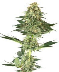 Sensi Seeds Cannabisfrø Banana Kush feminisert av White Label, 3-10 stk.