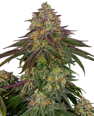 Sensi Seeds Konopljina semena Sweet Cherry Kush® Feminized, 3-10 kom