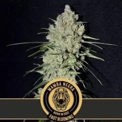 Blimburn Seeds Kannabiksen siemenet Mamba Negra Fast Blooming