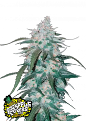 Fast Buds Żerriegħa tal-Kannabis Ananas Express Auto
