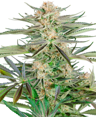 Sensi Seeds Hạt giống cần sa Tua vít OG Feminized, 3-10 chiếc