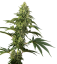 Sensi Seeds Cannabiszaden Cosmic Kiss® Gefeminiseerd, 3-10 stuks