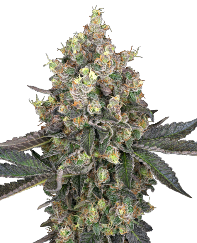 Sensi Seeds Cannabiszaden Sweet Berry Breeze Feminized van White Label, 3-10 stuks