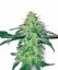 Sensi Seeds Cannabis Seeds White Skunk Regular by White Label, 10 vnt.